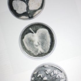 Bakterium-Vanitas